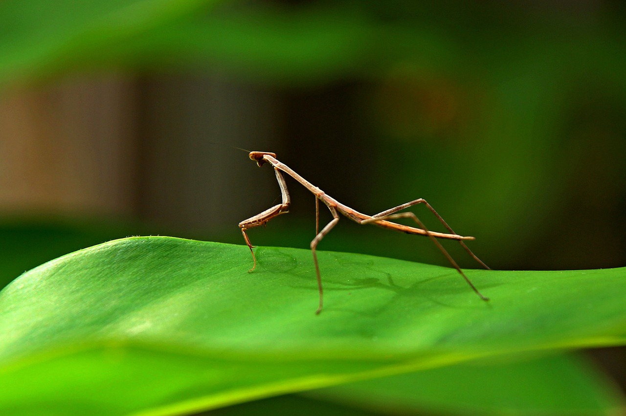 Meldžiasi Mantis, Klijuoti Vabzdžius, Klaida, Vabzdys, Gamta, Mantis, Nemokamos Nuotraukos,  Nemokama Licenzija