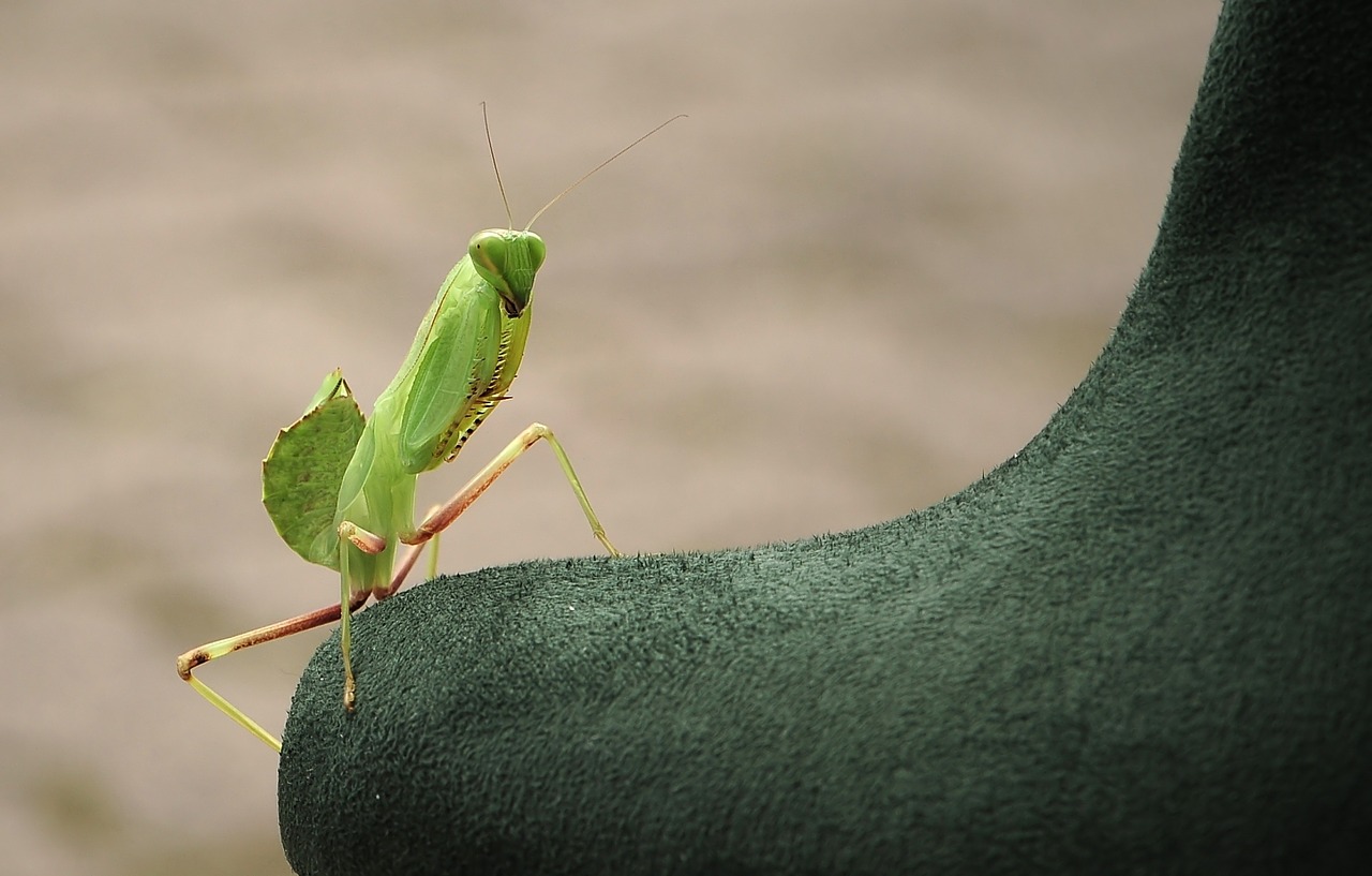 Meldžiasi Mantis, Sphodromantis Linolea, Spodromantisas, Nemokamos Nuotraukos,  Nemokama Licenzija