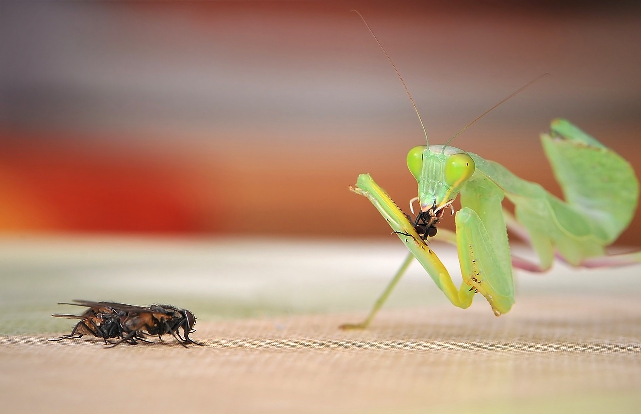 Meldžiasi Mantis, Sphodromantis Linolea, Žūklės Žirnis, Nemokamos Nuotraukos,  Nemokama Licenzija