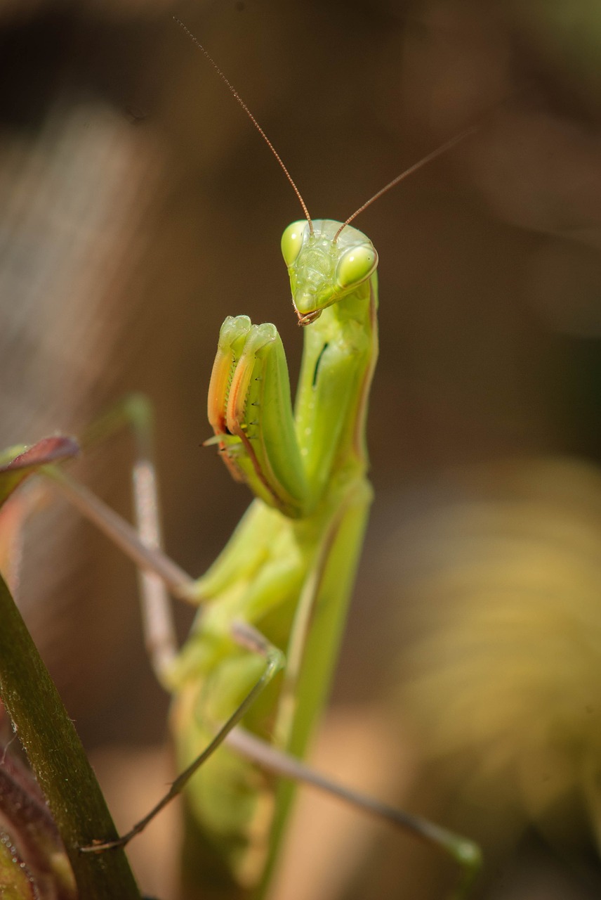 Meldžiasi Mantis, Gamta, Žūklės Žirnis, Makro, Vabzdys, Panika, Žalias, Gyvūnas, Nemokamos Nuotraukos,  Nemokama Licenzija