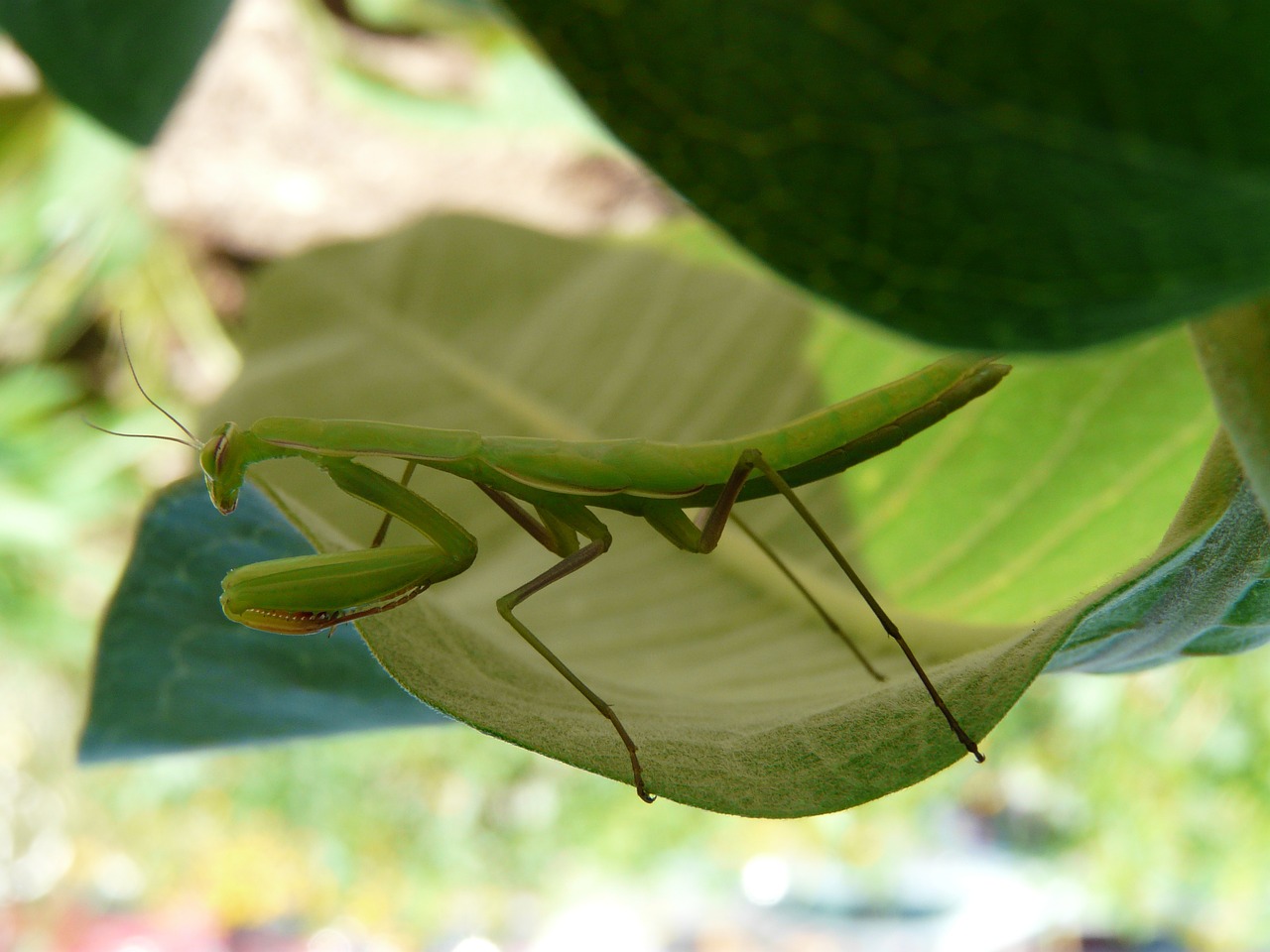 Meldžiasi Mantis,  Žalias,  Pieneliukas,  Vabzdys,  Klaida,  Mantis,  Plėšrūnas,  Meldžiasi,  Laukinė Gamta,  Žiūri