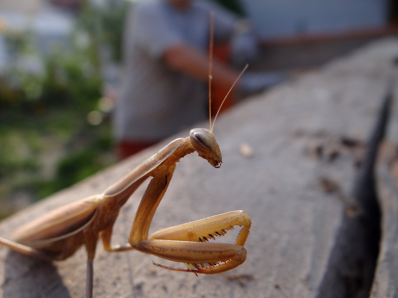 Meldžiasi Mantis, Vabzdys, Ruda, Gamta, Gyvūnas, Nemokamos Nuotraukos,  Nemokama Licenzija