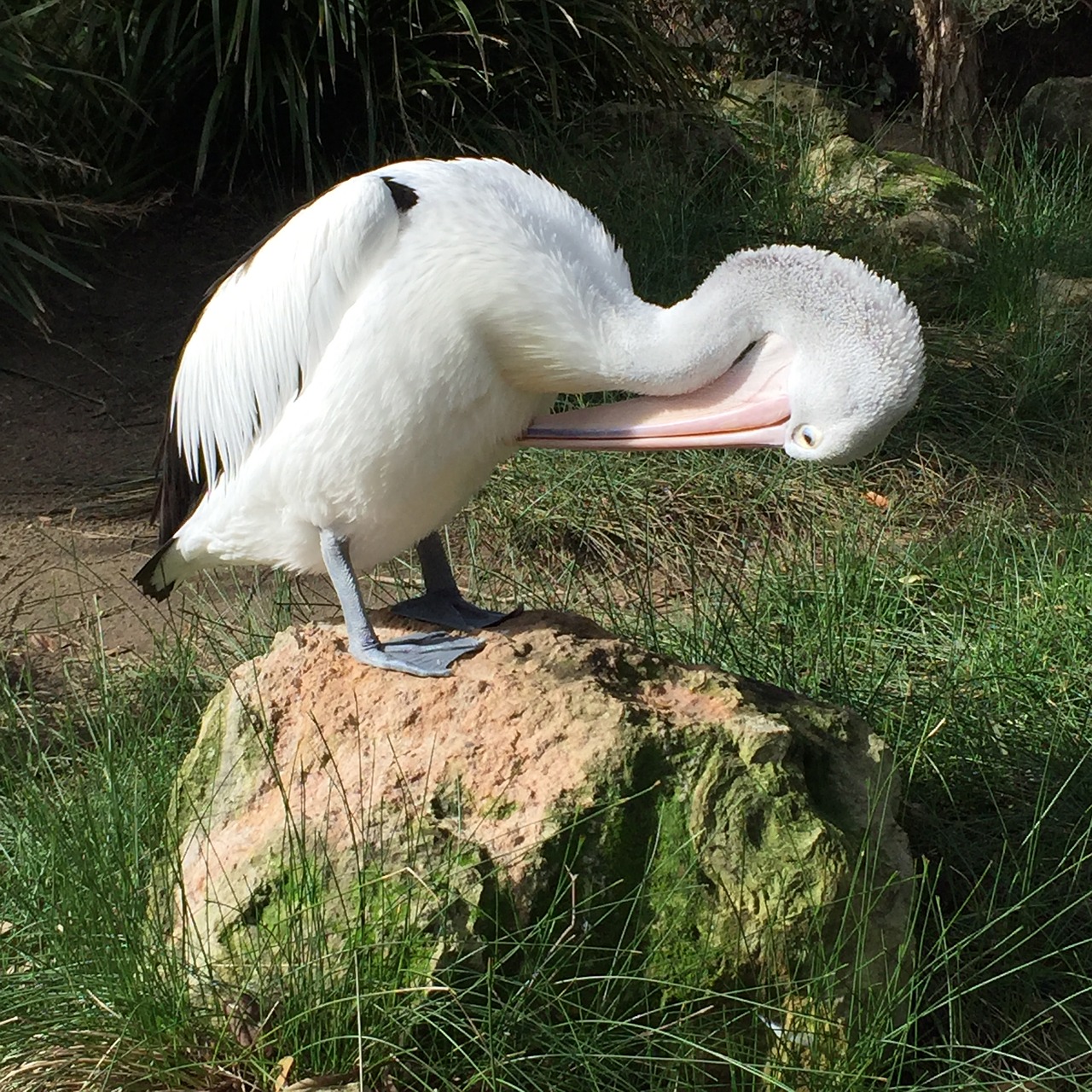 Preening, Pelican, Paukštis, Gamta, Valymas, Nemokamos Nuotraukos,  Nemokama Licenzija