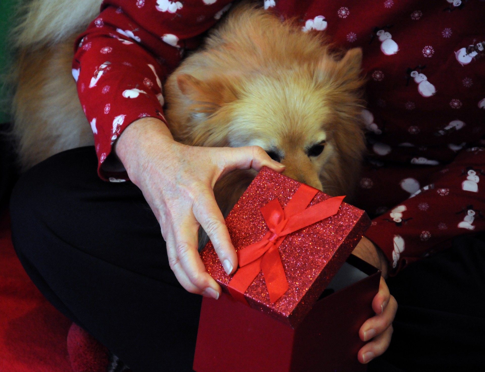 Kalėdos,  Xmas,  Atostogos,  Šuo,  Naminis Gyvūnėlis,  Pomeranijos,  Pateikti,  Raudona,  Dėžė,  Blizgučiai