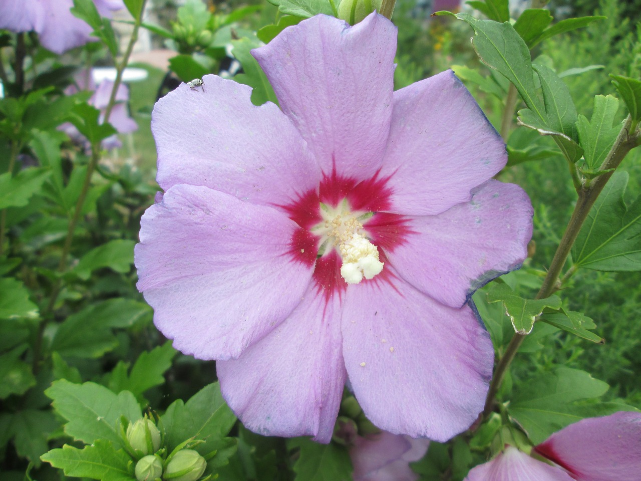 Graži, Gėlė, Šaronas Pakilo, Rožė, Augalas, Fotografija, Rožinis, Violetinė, Žalias, Nemokamos Nuotraukos