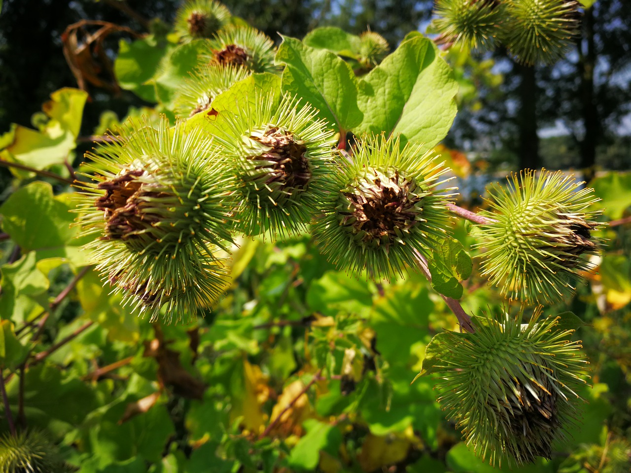 Dygliuotas,  Gėlė,  Bud,  Laukinių Gėlių,  Dagys, Nemokamos Nuotraukos,  Nemokama Licenzija