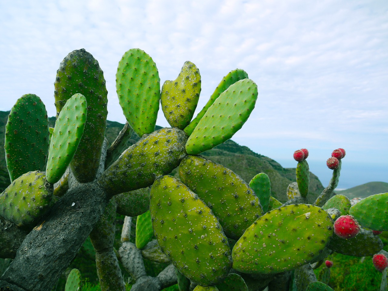 Dygliuotas Kriaušes, Opuntia, Sultingas, Kaktusas, Nariai, Figos, Gamta, Žalias, Paskatinti, Raudona Gėlė