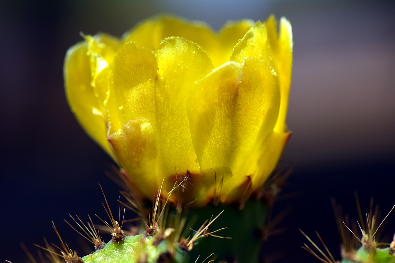 Dygliuotas Kriaušes, Kaktusas Žiedas, Geltona, Geltona Gėlė, Gėlė, Gražus, Uždaryti, Viduržemio Jūros, Flora, Kaktusas Šiltnamius