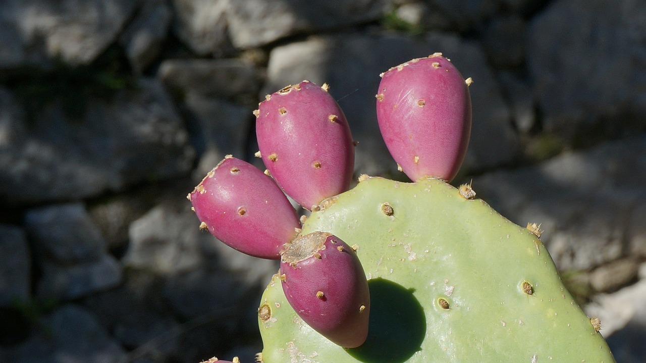 Dygliuotas Kriaušes, Augalas, Pobūdis, Opuntia, Montenegro, Nemokamos Nuotraukos,  Nemokama Licenzija