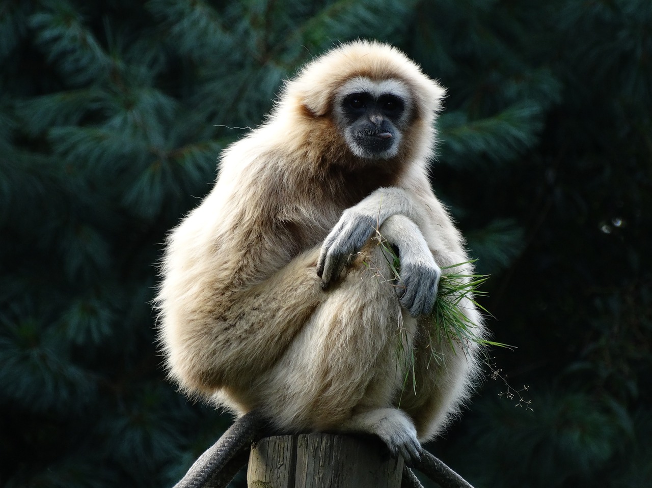 Primatas, Gibbon, Lar Gibbon, Maistas, Atsipalaiduoti, Nemokamos Nuotraukos,  Nemokama Licenzija