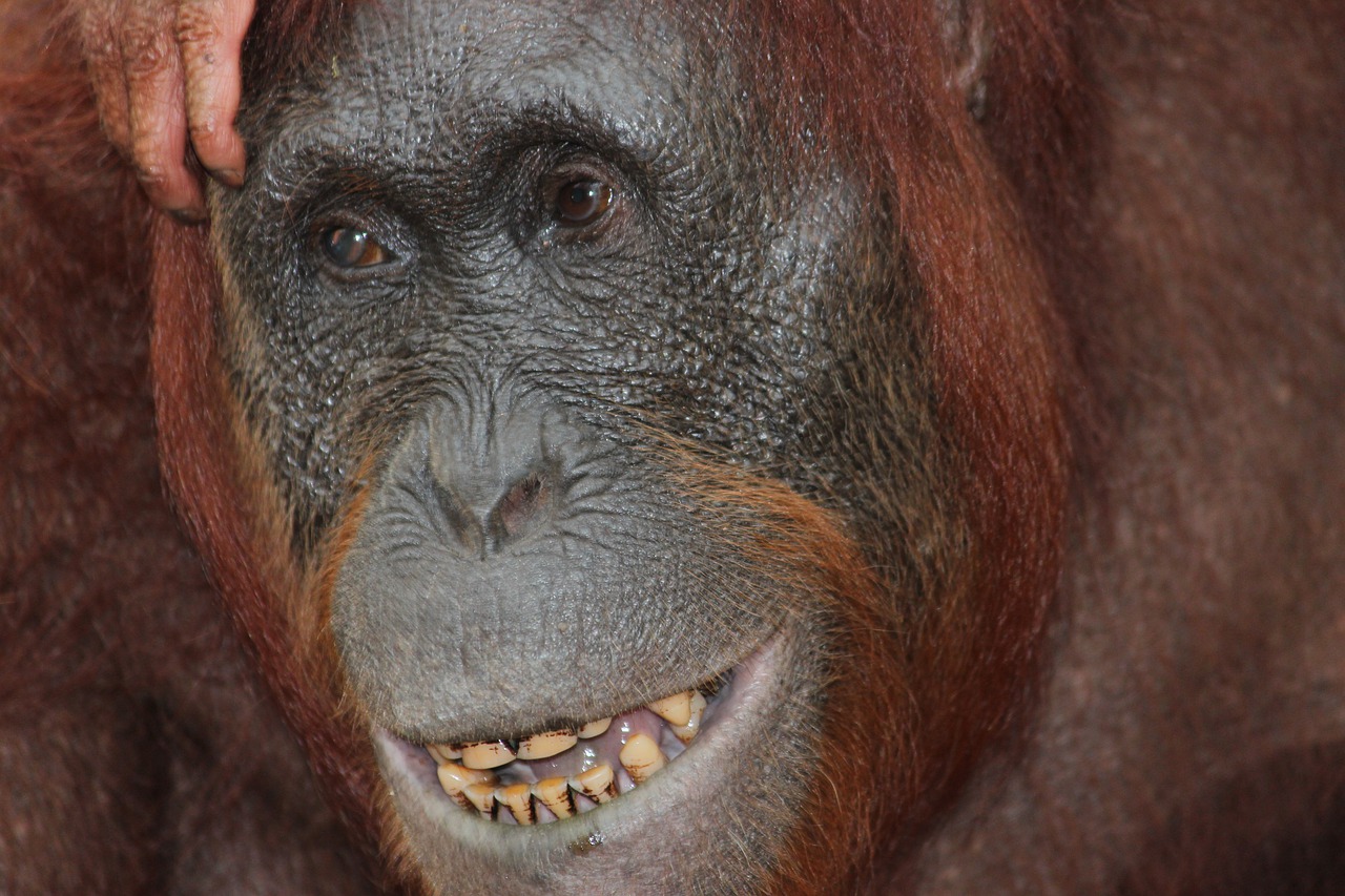 Primatas, Žinduolis, Ape, Laukinė Gamta, Portretas, Orangutanas, Oranžinė, Borneo, Šypsena, Natūralus
