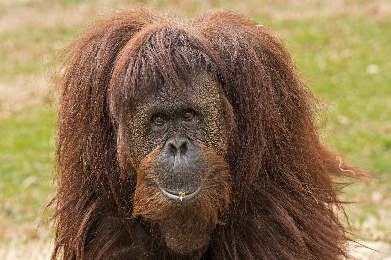 Primatas, Ape, Orangutanas, Išraiška, Zoologijos Sodas, Žiūri, Akys, Plaukai, Juokinga, Pūkuotas