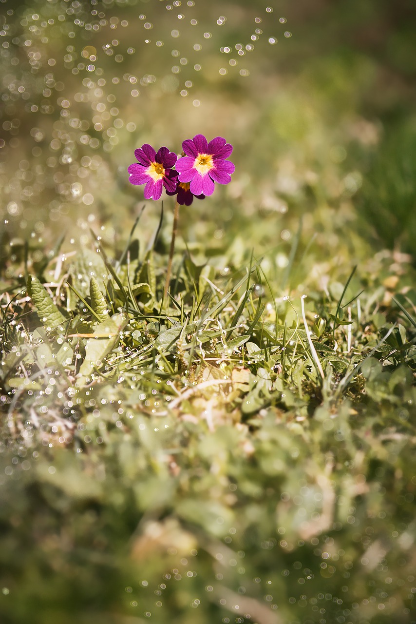 Primozė, Auricula, Alpių Aurikulė, Primula Auricula, Primula, Alpių Gėlė, Alpių Augalas, Gėlės, Pieva, Gamta