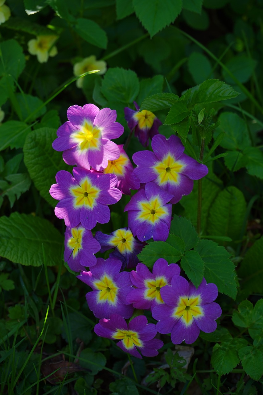 Primozė, Gėlė, Žiedas, Žydėti, Violetinė, Geltona, Violetinė, Gražus, Primula, Pirminis Šiltnamio Efektas