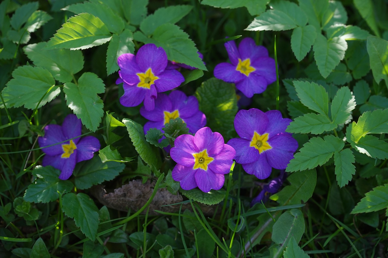 Primozė, Gėlė, Žiedas, Žydėti, Violetinė, Geltona, Violetinė, Gražus, Primula, Pirminis Šiltnamio Efektas