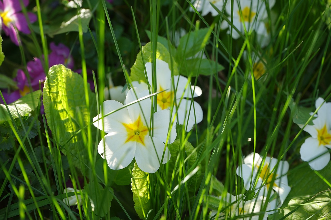 Primozė, Gėlė, Žiedas, Žydėti, Balta, Žolė, Primula, Pirminis Šiltnamio Efektas, Primulaceae, Kiaulytė