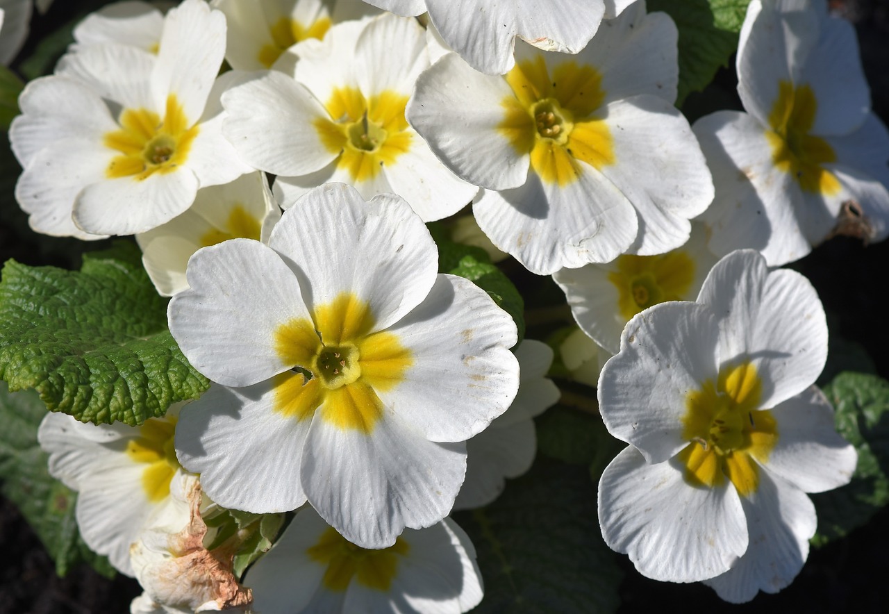 Primrose,  Gėlė,  Primula,  Raktažolės Šiltnamio Efektą Sukeliančių,  Pavasario Gėlė,  Spalva,  Pavasaris,  Žiedas,  Žydi,  Augalų