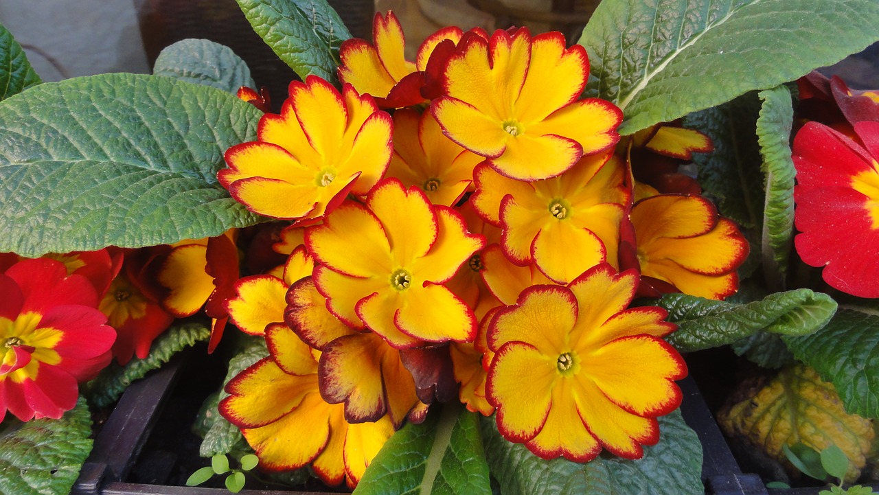 Primrose,  Gėlė,  Čekija,  Pobūdį,  Lapų,  Floros,  Sodas,  Primula,  Pavasaris,  Žiedas