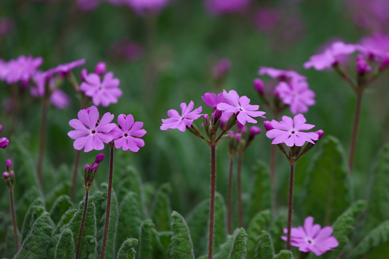 Primrose,  Augalai,  Wildflower,  Spyruokliniai Žiedai,  Pobūdį,  Pavasaris,  Štai, Nemokamos Nuotraukos,  Nemokama Licenzija