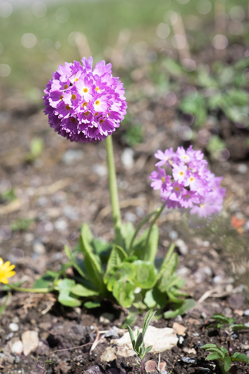 Primrose,  Drumstick,  Rožinis,  Rožinė Raktažolė,  Rožinė Kamuolys Raktažolė,  Sodas,  Sode,  Pavasaris,  Pavasario Gėlė,  Pobūdį