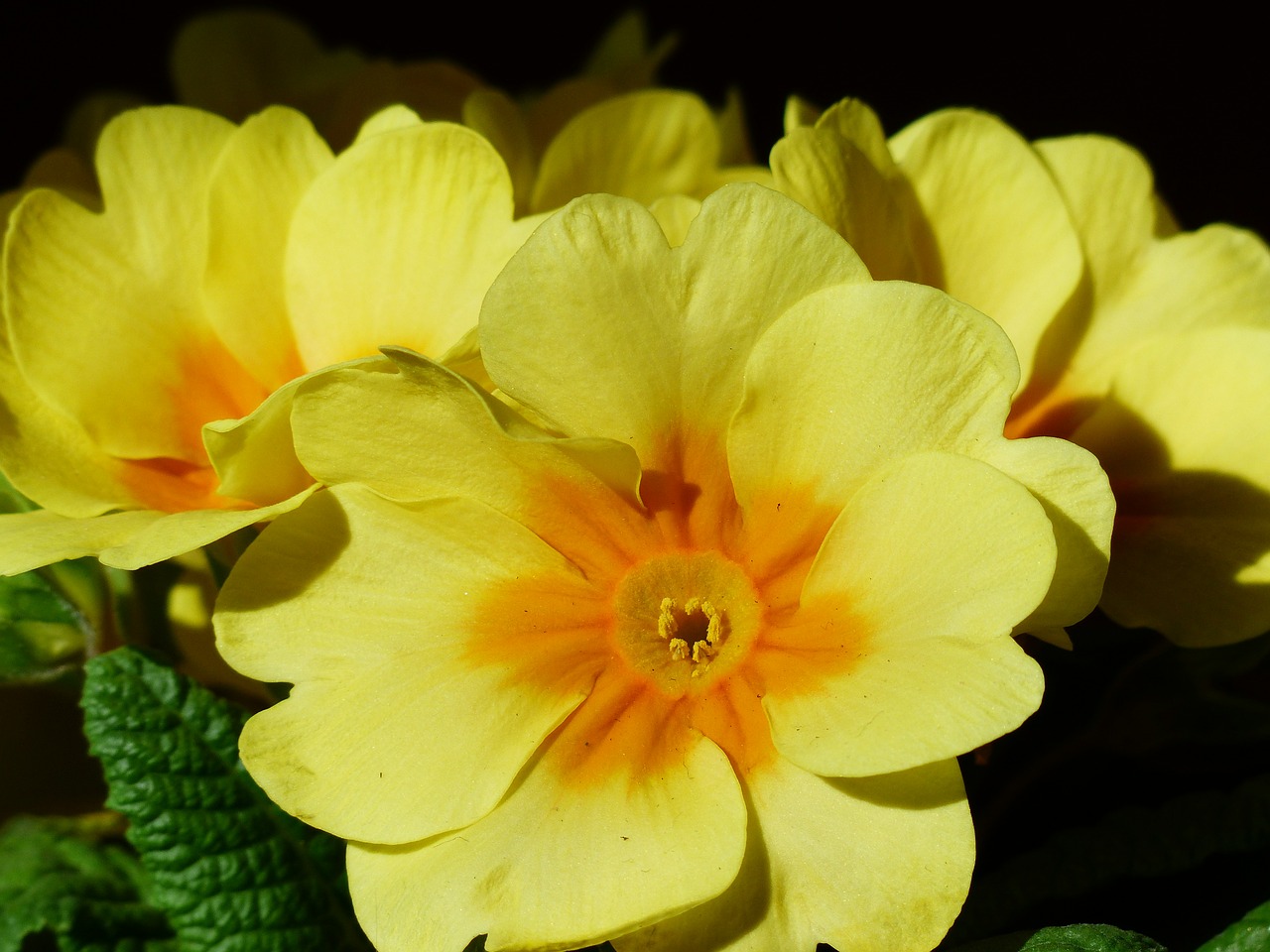 Primozė, Gėlė, Žiedas, Žydėti, Geltona, Primula, Pirminis Šiltnamio Efektas, Primulaceae, Blumenstock, Nemokamos Nuotraukos