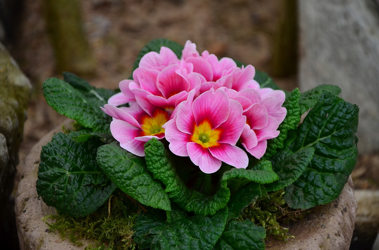 Primozė, Rožinis, Pavasaris, Primrosės, Šeima Primulaceae, Sodas, Augalas, Gėlė, Nemokamos Nuotraukos,  Nemokama Licenzija