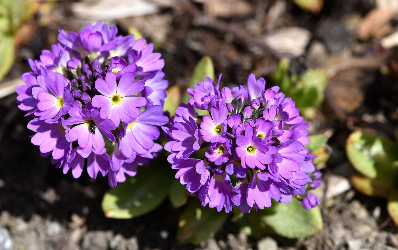 Primozė,  Rutulys,  Gėlė,  Augalas,  Gėlės,  Violetinė,  Sodas,  Pavasario Gėlė,  Pavasaris, Nemokamos Nuotraukos