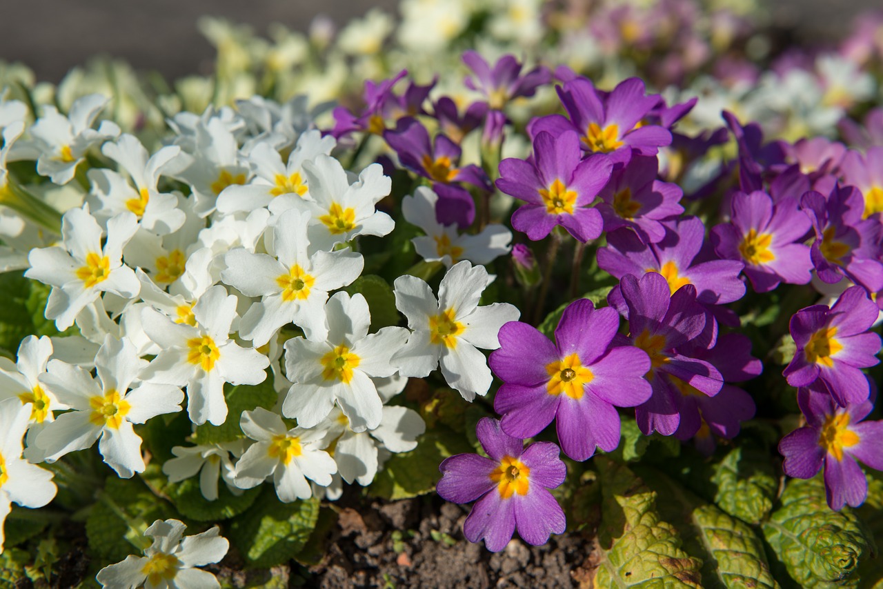 Primrosės, Primula, Pavasaris, Gėlės, Primozė, Geltona, Žydėti, Violetinė, Pavasario Gėlės, Uždaryti