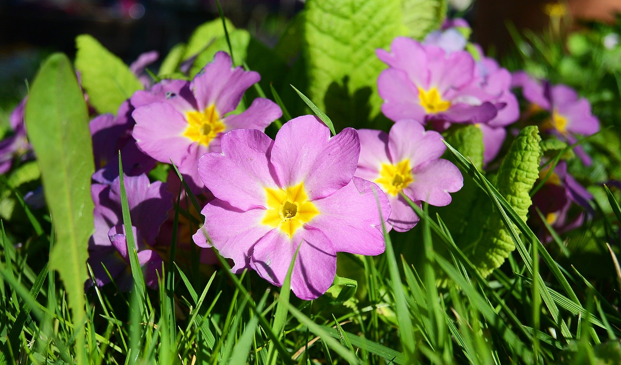 Primrosės, Gėlės, Violetinė, Gamta, Flora, Pavasaris, Nemokamos Nuotraukos,  Nemokama Licenzija