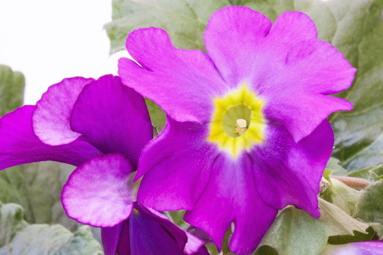 Primrosės, Primula Vulgaris Hibridas, Violetinė, Gentis, Primozė, Agurkų Veislės, Gėlės, Pavasaris, Nemokamos Nuotraukos,  Nemokama Licenzija