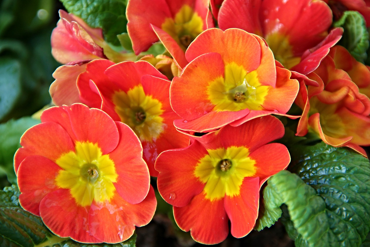 Primroses,  Primula,  Pavasaris,  Gėlės,  Geltona,  Raudona,  Pobūdį,  Žydi,  Gėlė,  Augalų