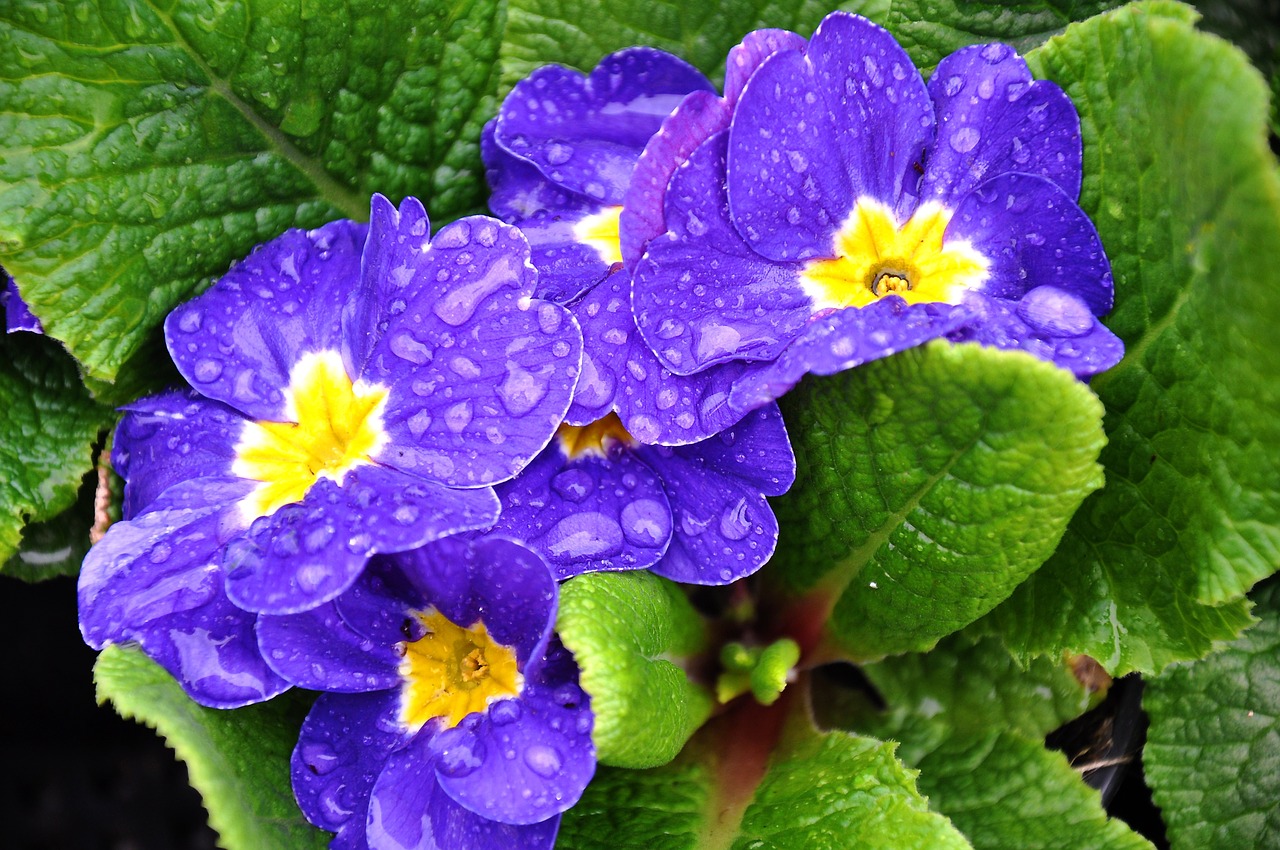 Primula, Pavasaris, Pavasario Gėlė, Mėlynas, Nemokamos Nuotraukos,  Nemokama Licenzija