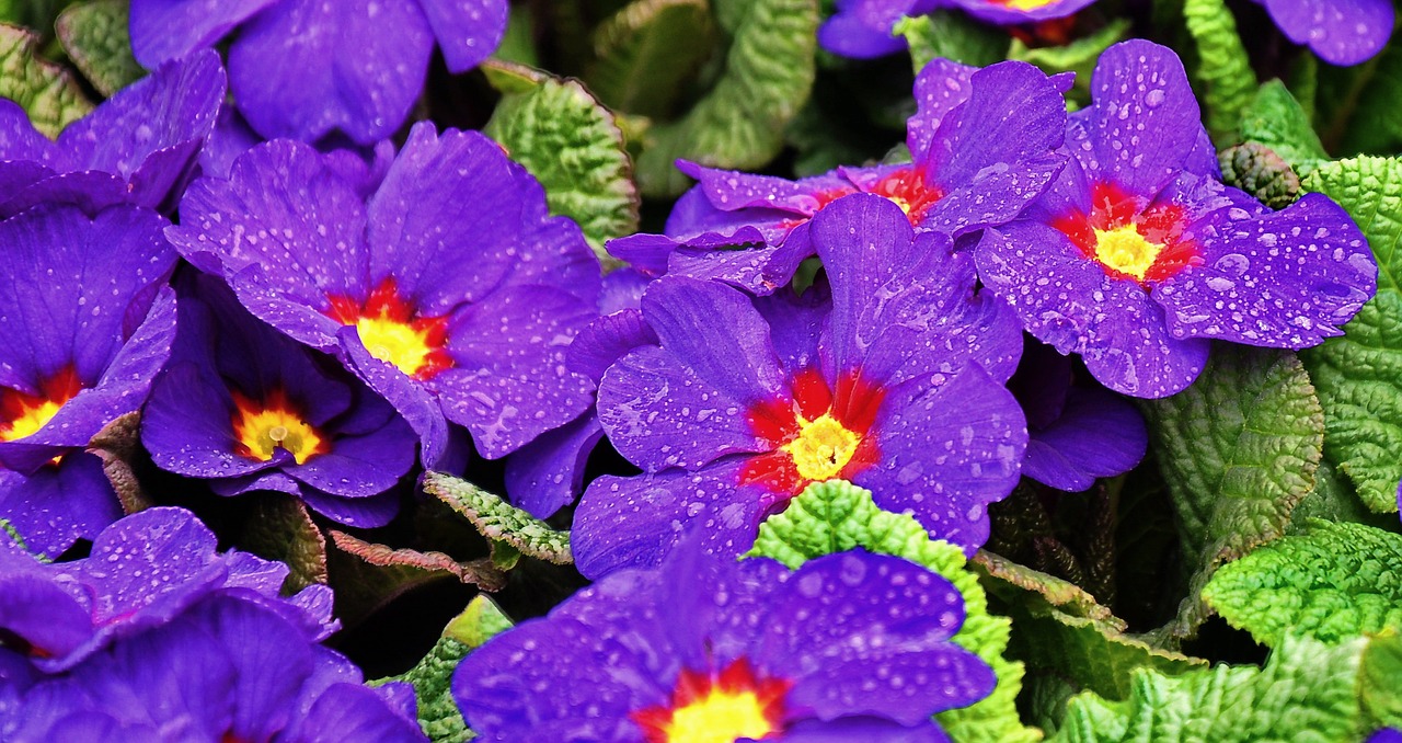 Primula, Pavasaris, Pavasario Gėlė, Mėlynas, Nemokamos Nuotraukos,  Nemokama Licenzija