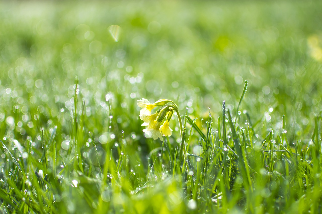 Primula, Žolė, Žalias, Šviežumas, Tapetai, Vasara, Bokeh, Dėmesio Gylis, Įspūdis, Šviesa