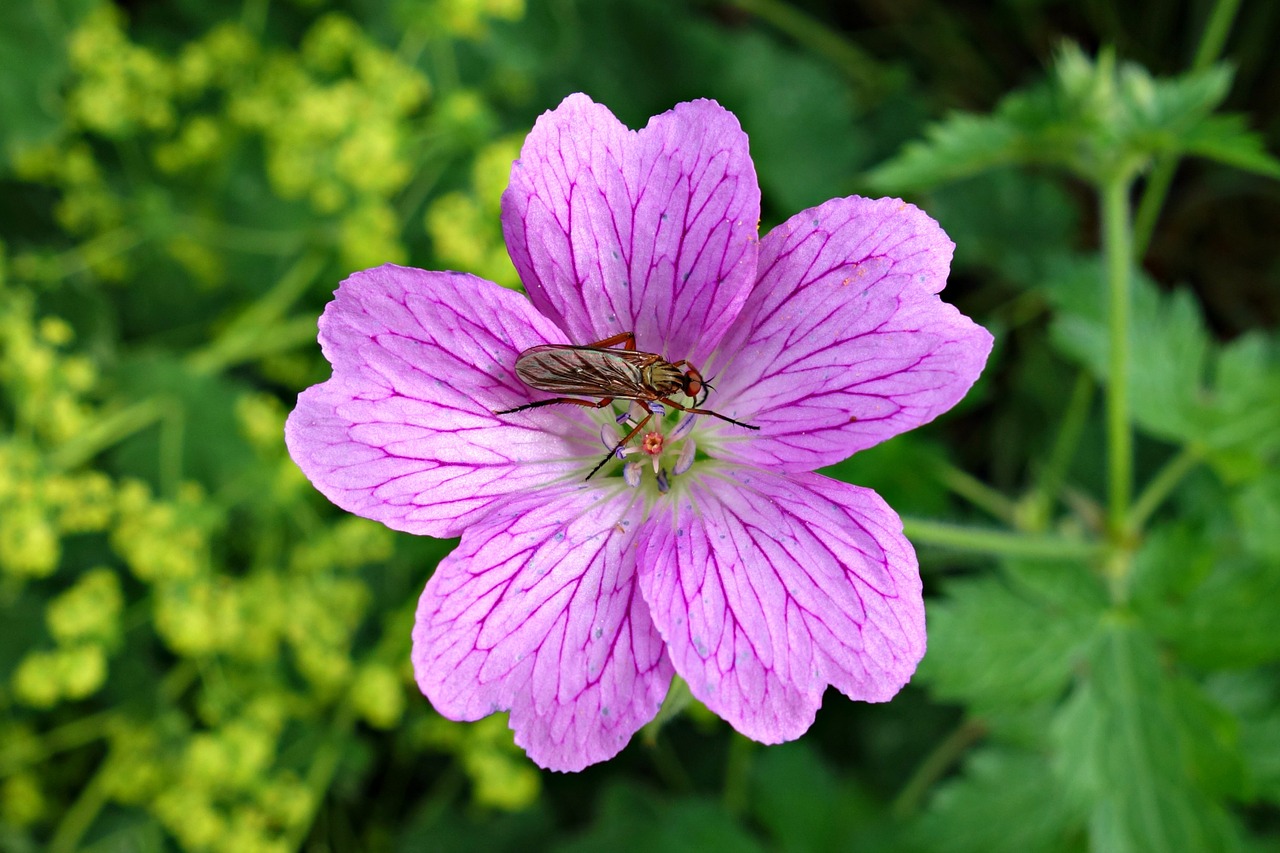 Kruvinoji Geranija, Geranium Sanguineum, Gėlė, Žydėti, Žiedlapis, Vabzdys, Vabzdys Ant Gėlių, Parkas, Laukinė Gėlė, Pavasaris