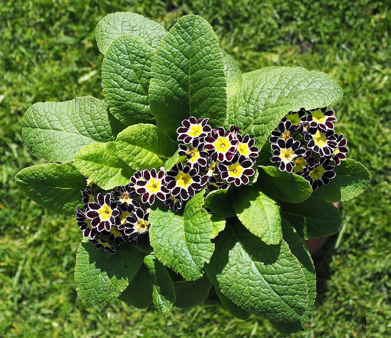 Primula, Auricula, Gėlė, Sodas, Geltona, Violetinė, Nemokamos Nuotraukos,  Nemokama Licenzija