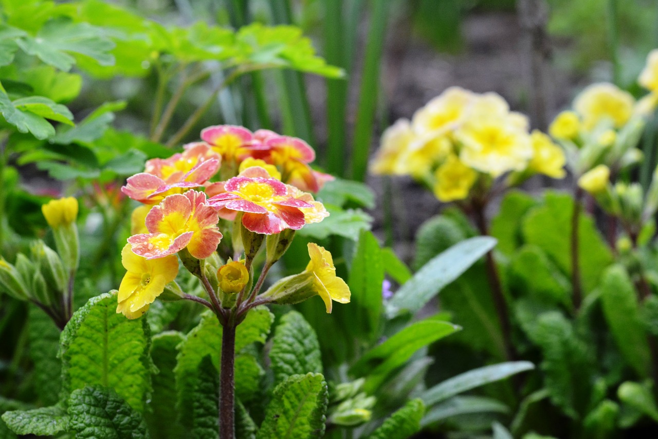 Primula, Rosa, Po Lietaus, Pavasaris, Rasos Lašai, Nemokamos Nuotraukos,  Nemokama Licenzija