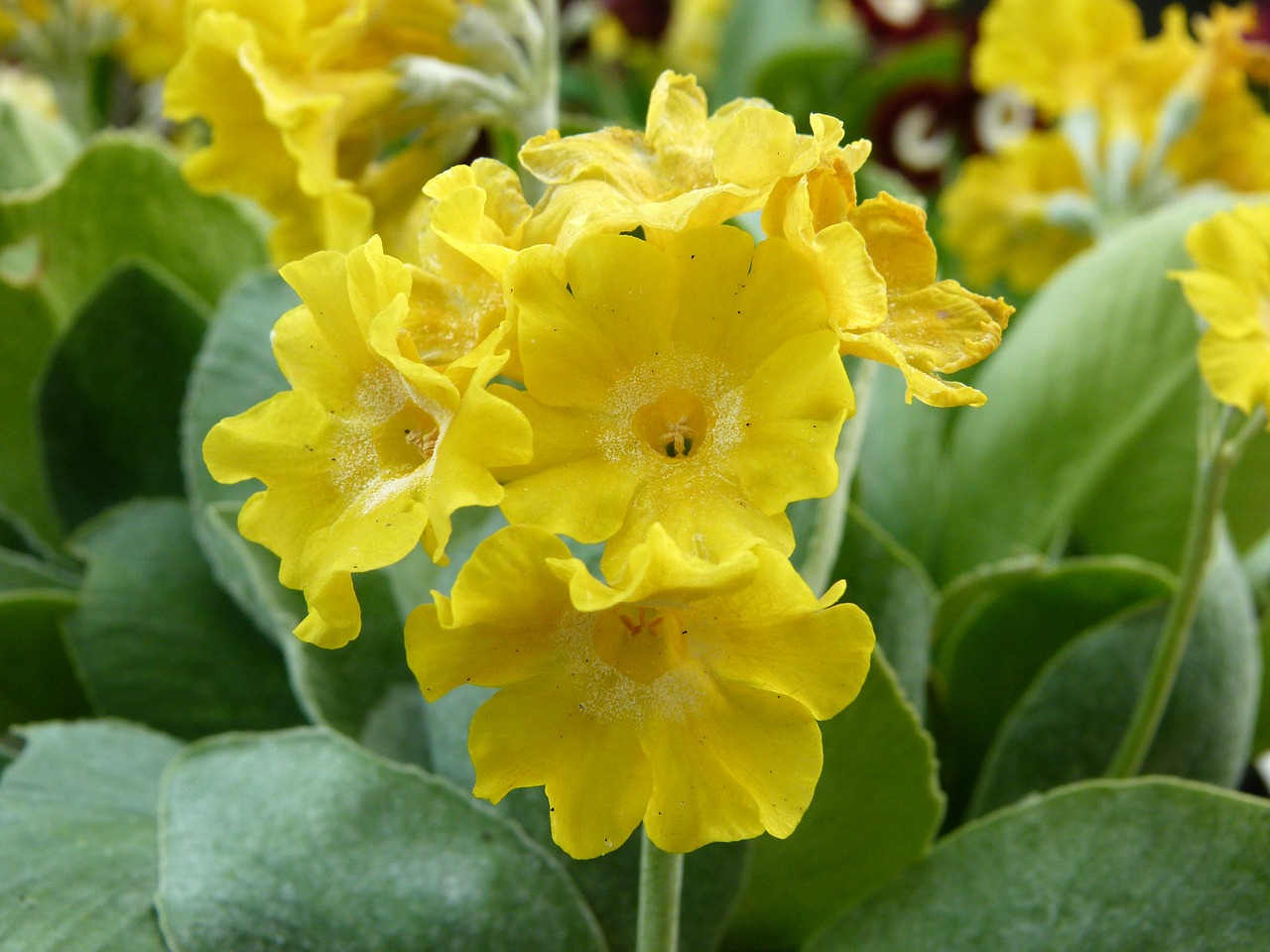 Primula, Auricula, Pavasario Gėlė, Geltona, Nemokamos Nuotraukos,  Nemokama Licenzija