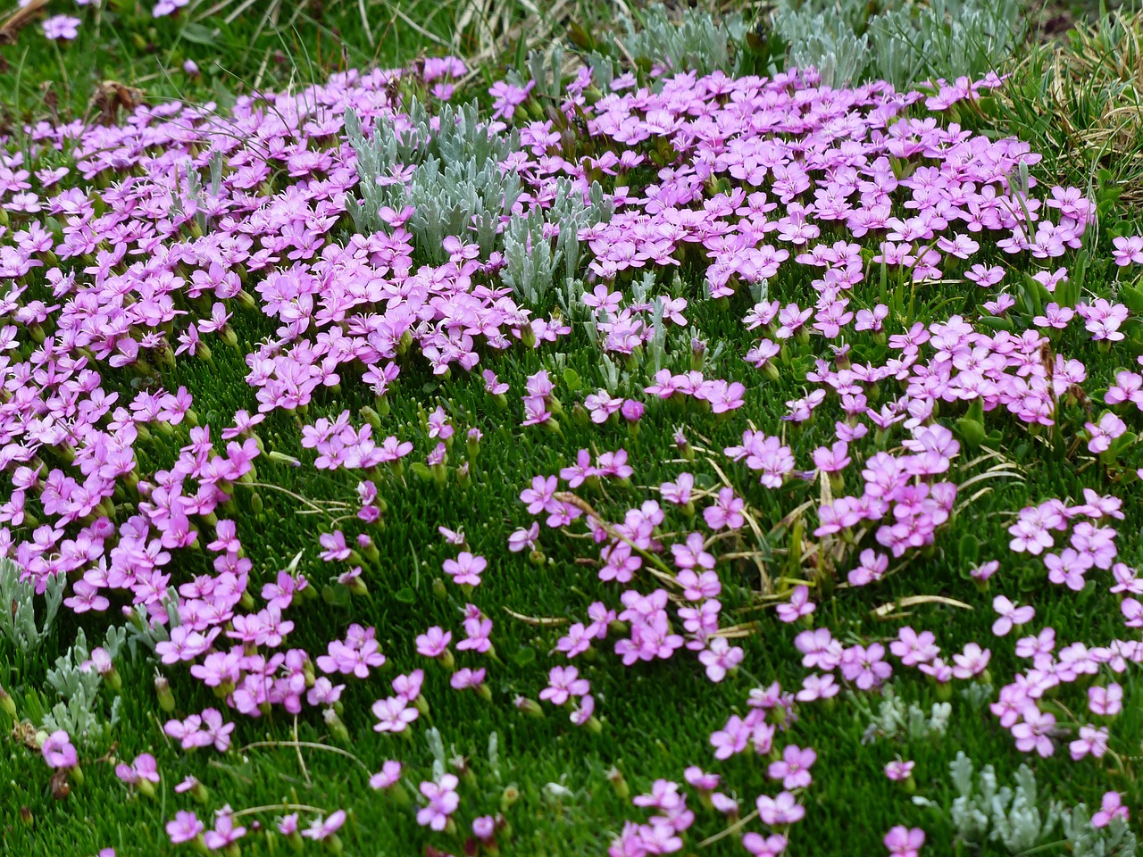 Primula Catchfly, Žiedas, Žydėti, Rožinis, Gėlės, Silene Acaulis, Samanų Stovykla, Stovykla, Silene, Gvazdikų Šeima