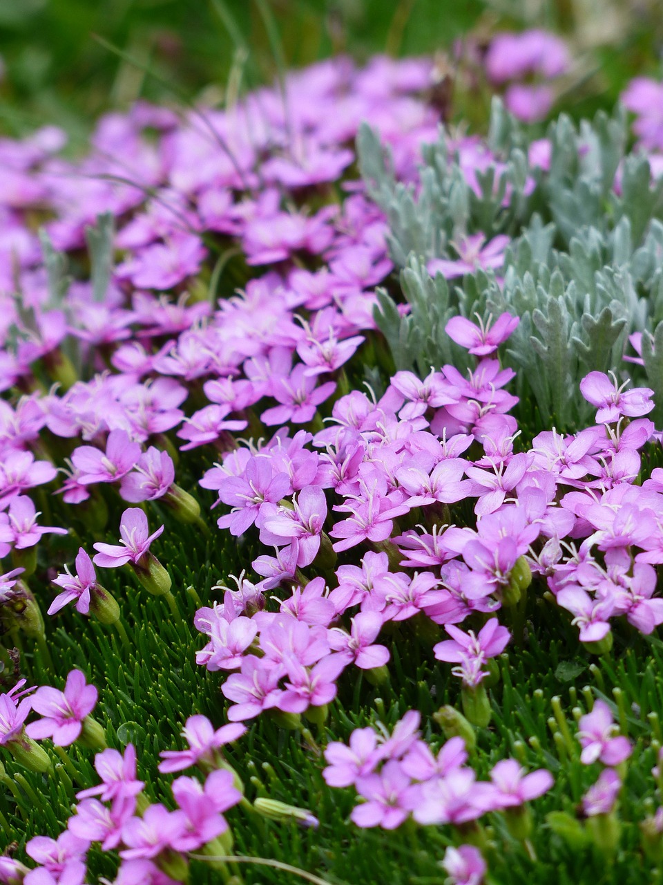 Primula Catchfly, Žiedas, Žydėti, Rožinis, Gėlės, Silene Acaulis, Samanų Stovykla, Stovykla, Silene, Gvazdikų Šeima