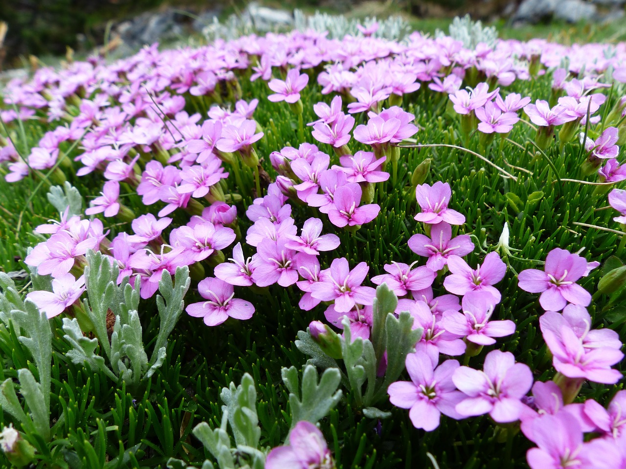 Primula Catchfly, Žiedas, Žydėti, Rožinis, Gėlės, Silene Acaulis, Samanų Stovykla, Stovykla, Silene, Gvazdikų Šeima