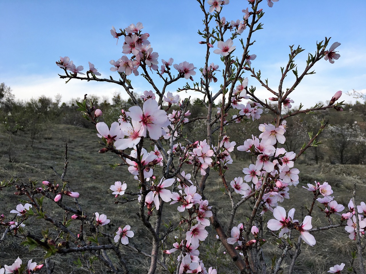 Printemps, Pavasaris, Primavera, Rožinė Gėlė, Gamta, Gėlės, Gėlių Paveikslėlis, Gėlė, Vasarinis, Nemokamos Nuotraukos