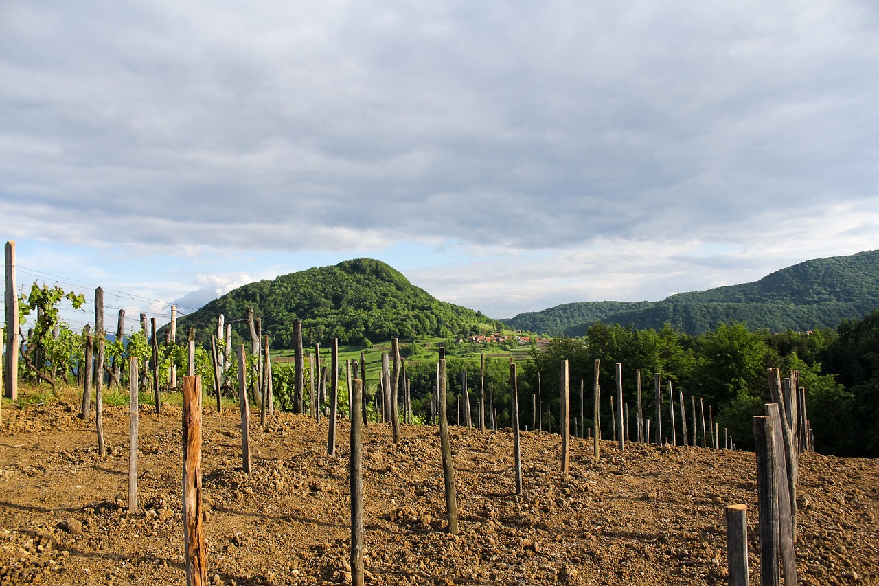 Priroda, Gamta, Vinogradas, Ravna Gora, Nemokamos Nuotraukos,  Nemokama Licenzija