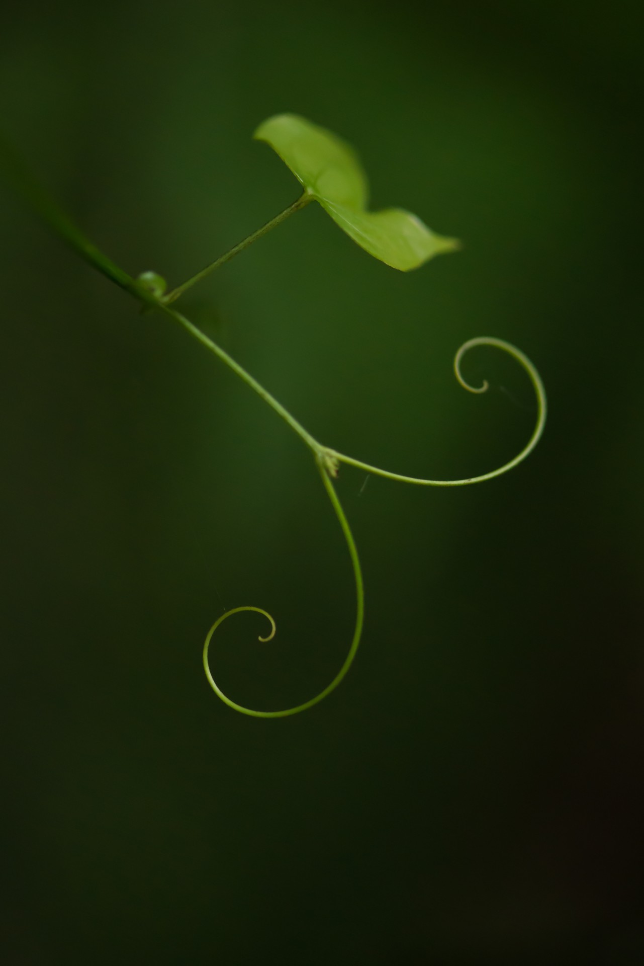 Gamta,  Spiralė,  Makro,  Abstraktus,  Neryškus & Nbsp,  Fonas,  Išsamiai,  Stiebas,  Žolė,  Flora