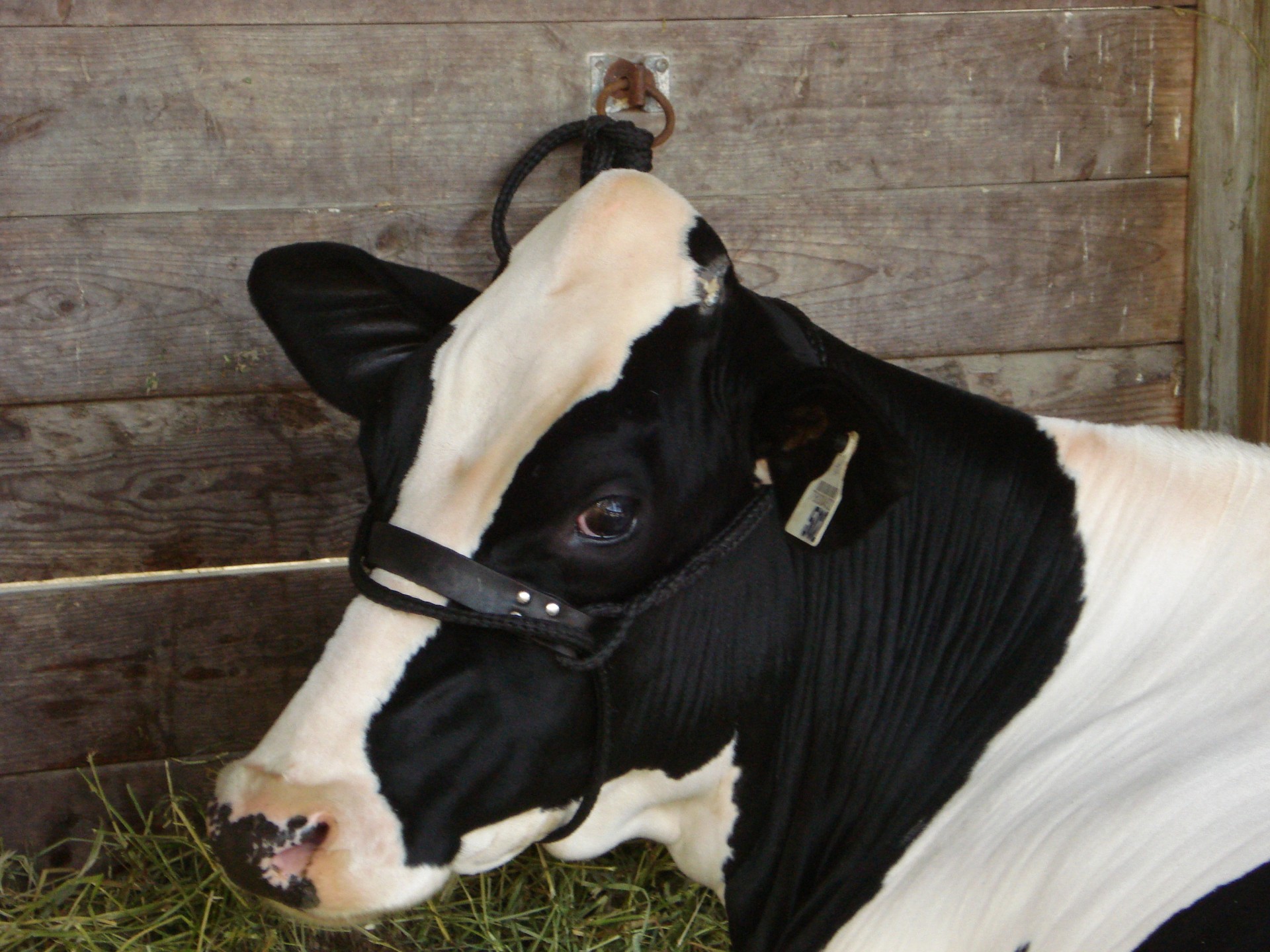 Gyvūnai,  Karvė,  Prizo Karvė, Nemokamos Nuotraukos,  Nemokama Licenzija