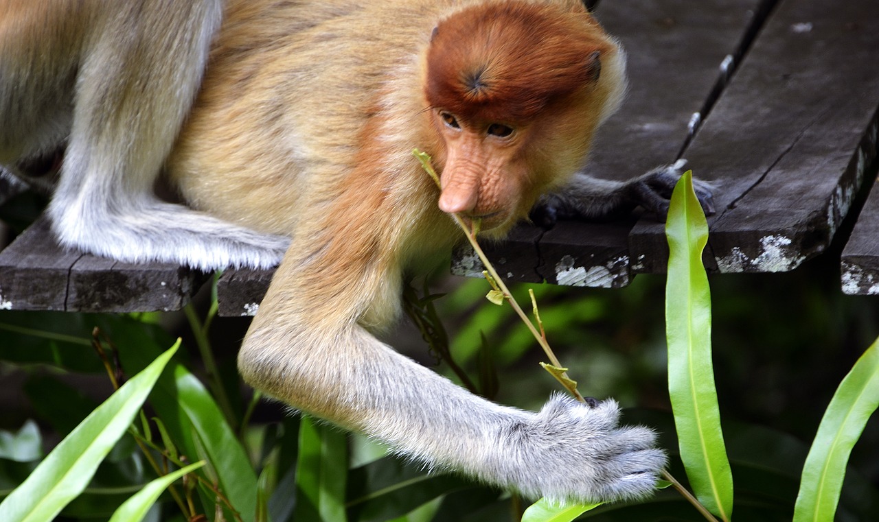 Proboscis, Ilgaplaukis, Bekantan, Indonezija, Beždžionė, Valgymas, Lapai, Gamta, Laukinė Gamta, Primatas