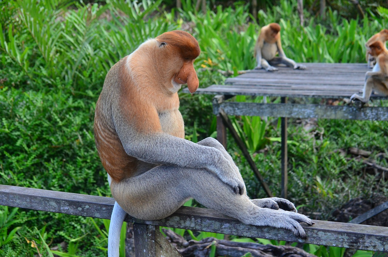 Beždžionė, Proboscis, Borneo, Ilgai Beždžionė, Probosci, Labuko Įlanka, Rezervas, Kailis, Beždžionė, Išskirtinis