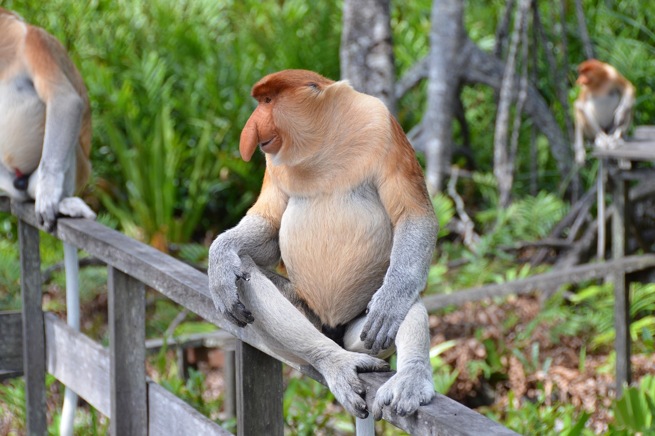 Beždžionė, Primatas, Beždžionė, Ilgaplaukis Beždžionė, Nosis, Borneo, Laukinė Gamta, Proboscis, Nemokamos Nuotraukos,  Nemokama Licenzija