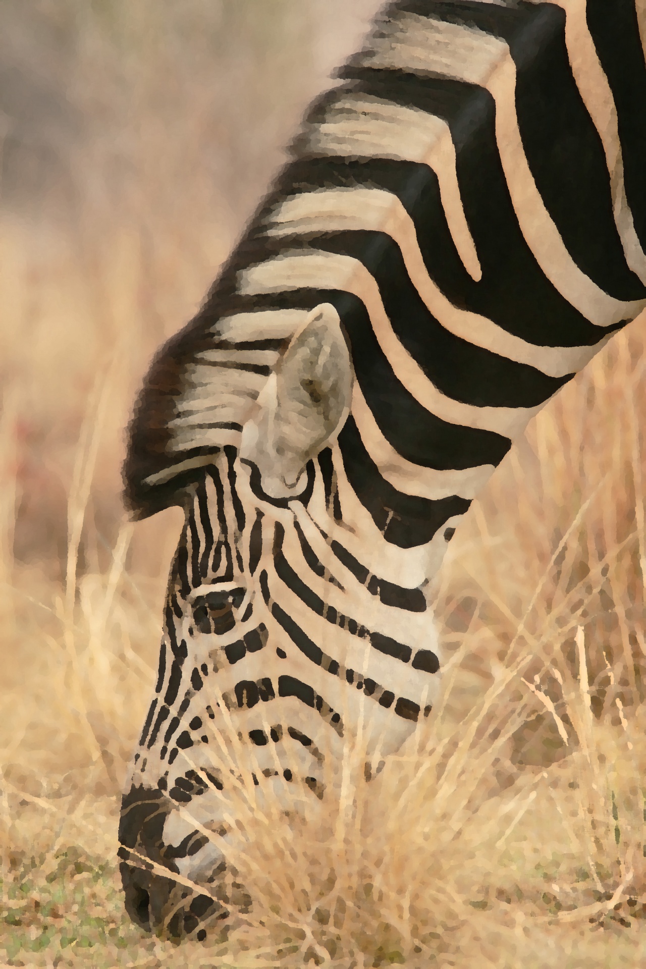 Gyvūnas,  Žinduolis,  Žaidimas,  Zebra,  Afrika,  Veld,  Žolė,  Profilaktika Gervuoges, Nemokamos Nuotraukos,  Nemokama Licenzija