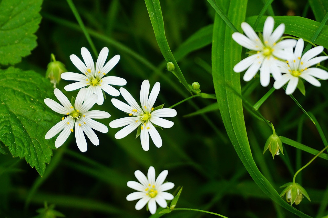 Programavimas,  Stellaria Holostea,  Papildų Mėsa,  Gėlės,  Augalas,  Supjaustyti Žiedlapius,  Balta,  Pavasaris,  Gamta,  Uždaryti